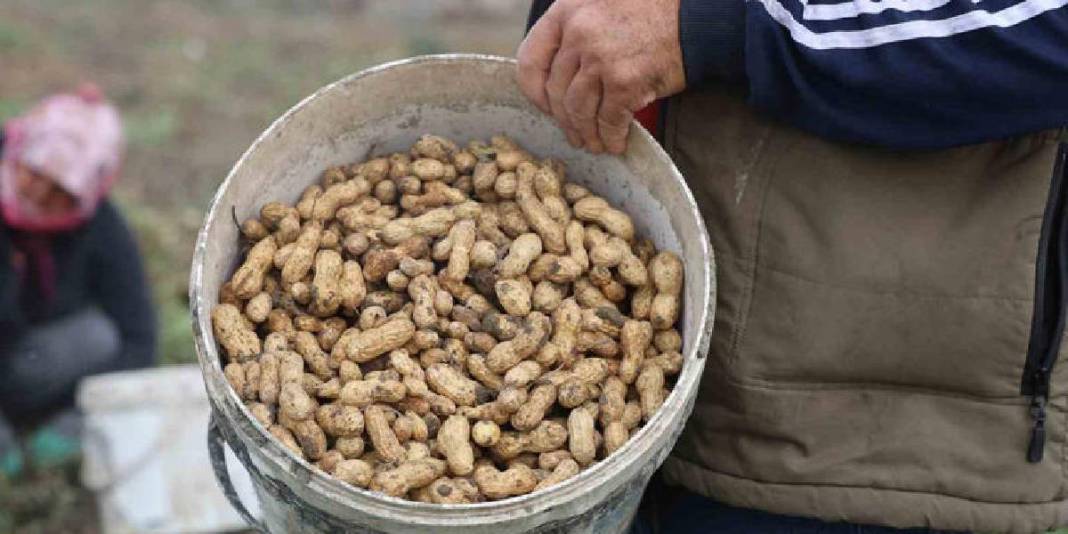 Kuraklık rekolteyi yarı yarıya düşürdü! Hasat yine de umutla başladı: Tarlada 60, markette 120 TL’ye satılıyor 6